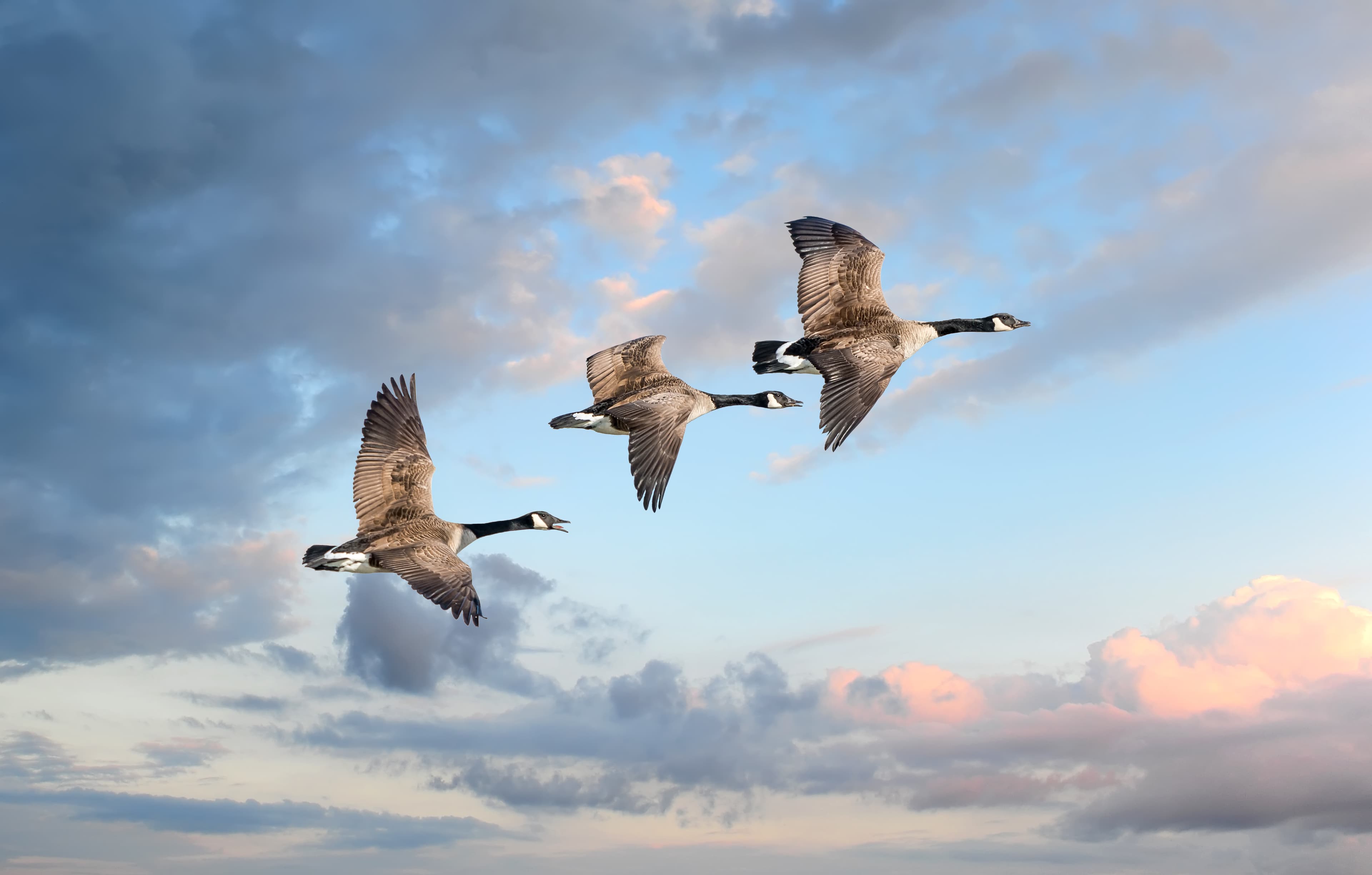 Canadian Geese flying into a sunset
