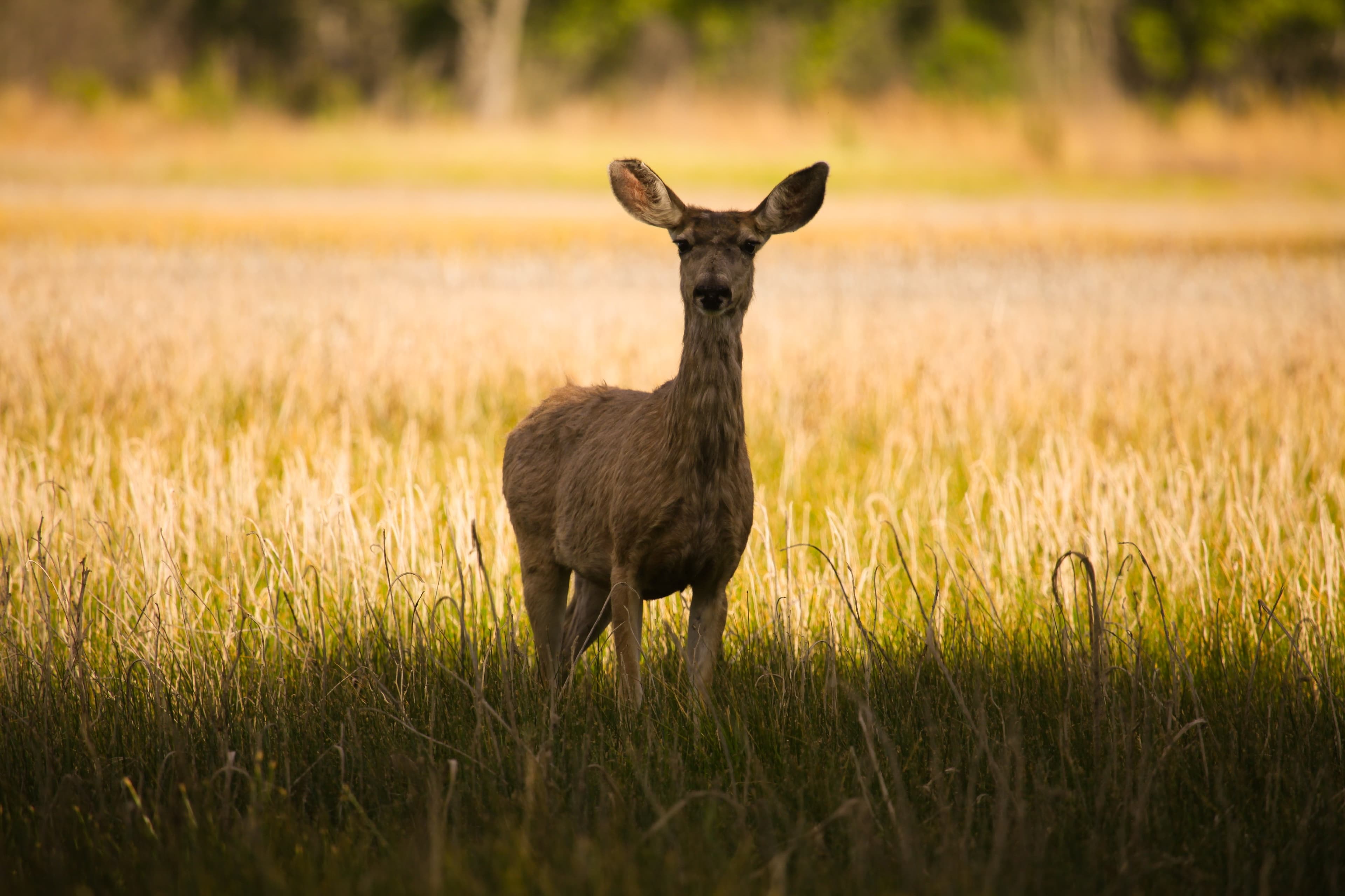 The roaring deer