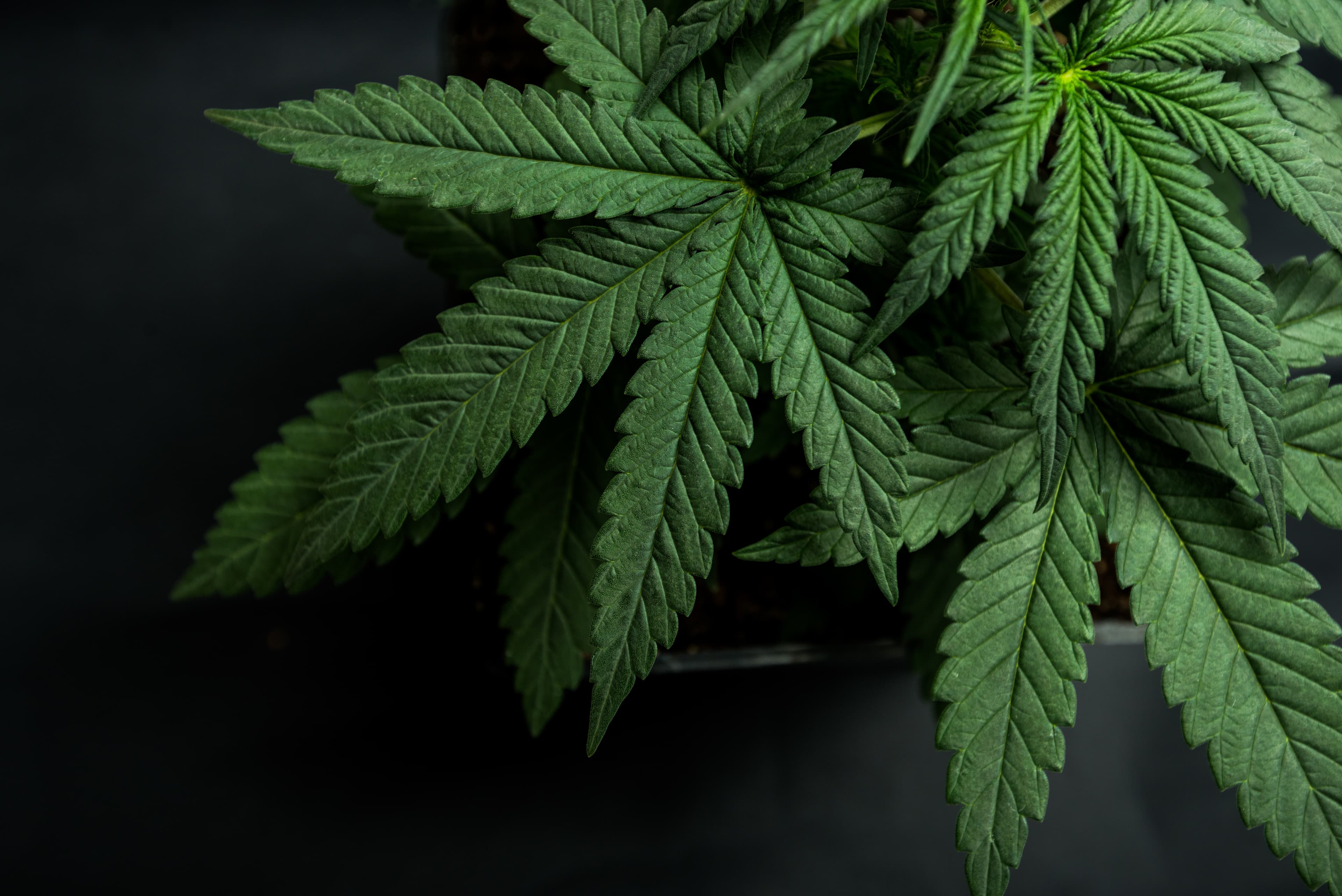 Cannabis leaves of a plant on a dark background