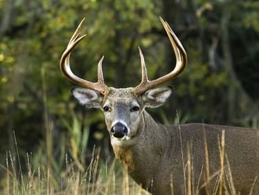 deer dying