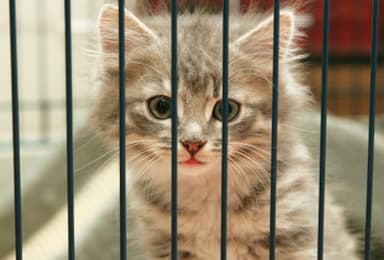 animal-shelter