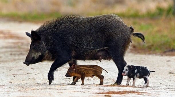 hogs