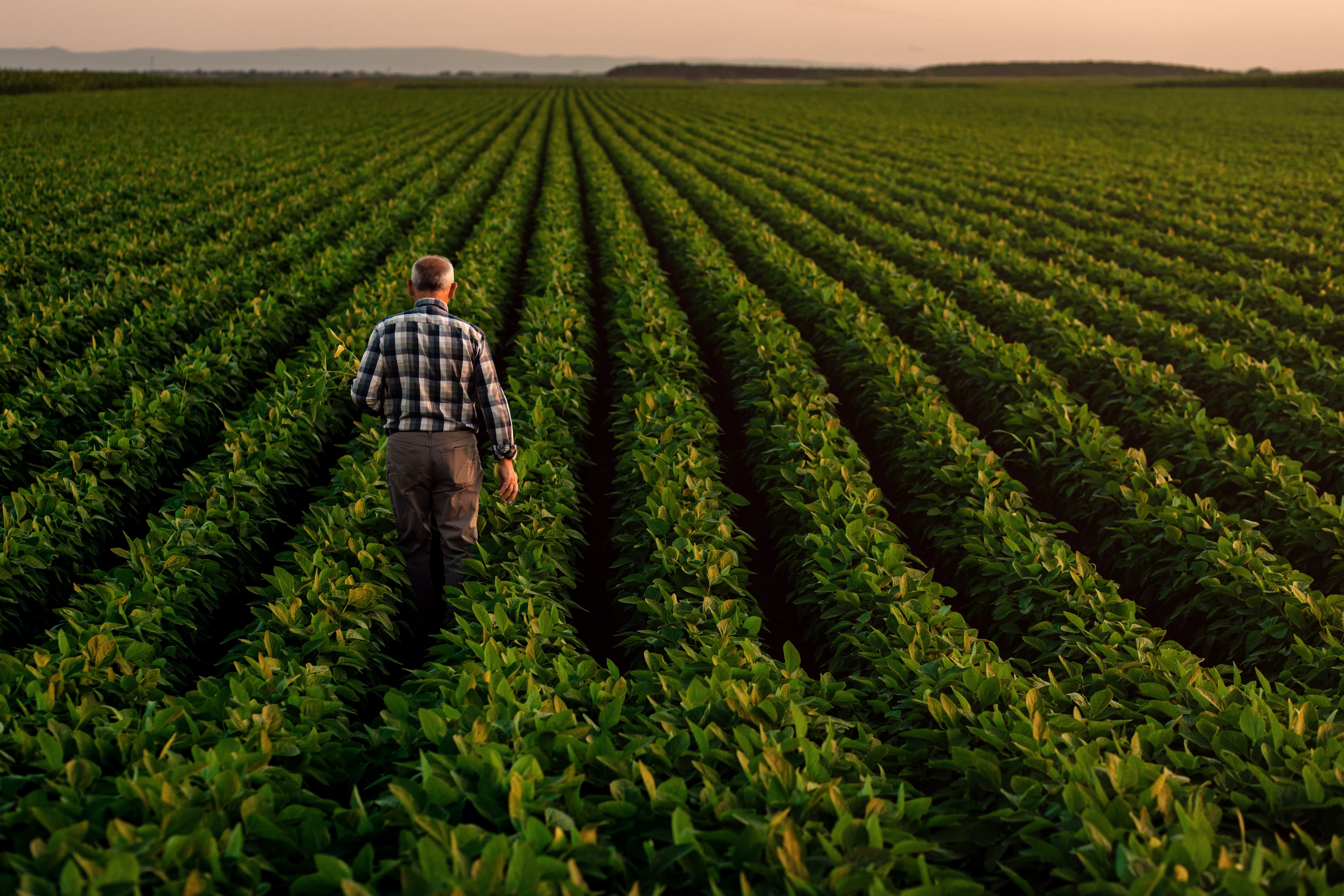 Rear view of senior farmer standing in soybean field examining crop at sunset,