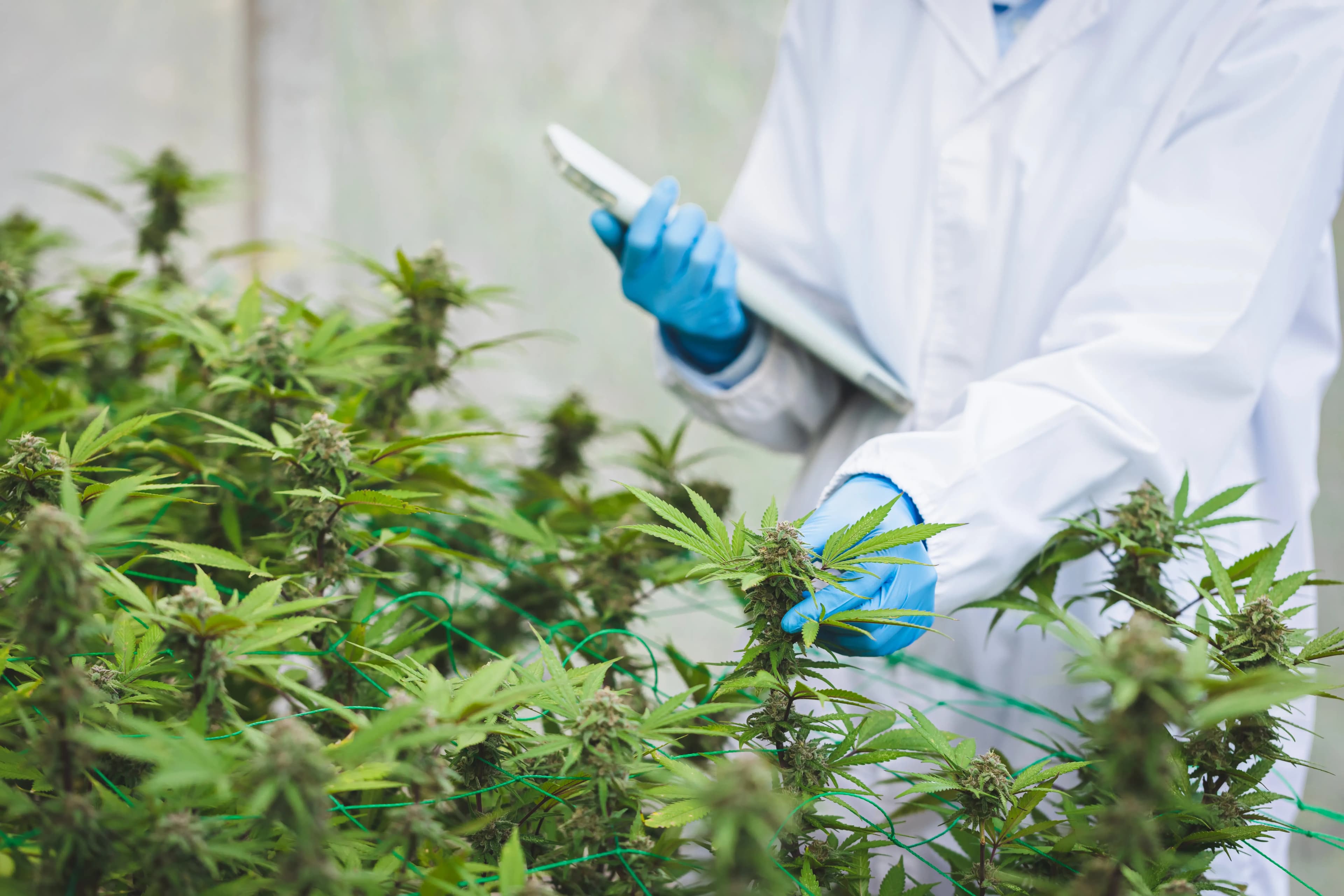 Medical cannabis stock photo