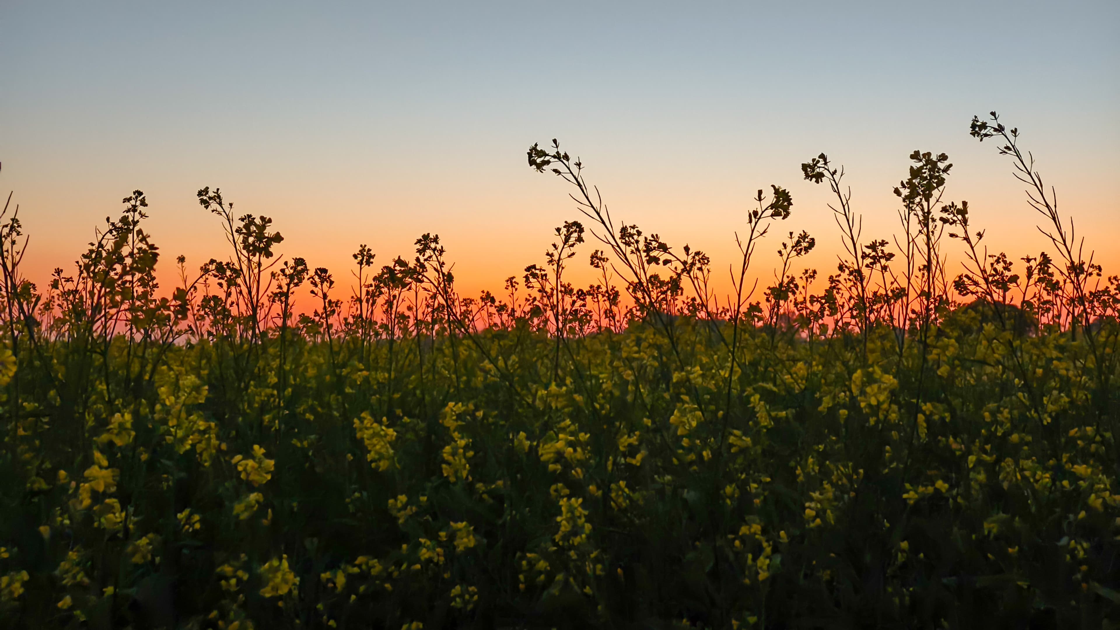 Sunset over a field with canola in the foreground. Beautiful view of canola field due to early sunset in winter