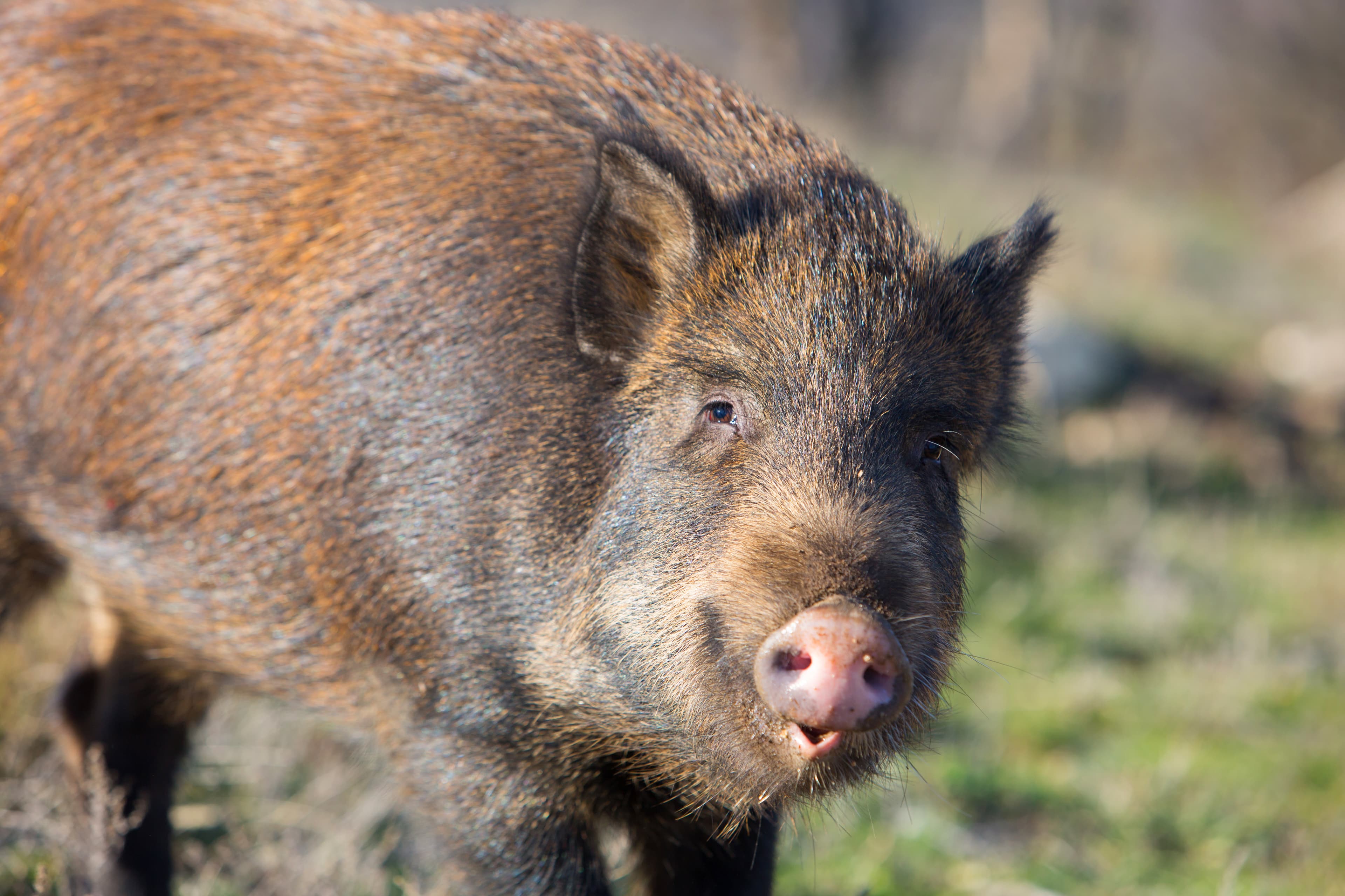 Close-up portrait of a wild boar in its natural habitat. Wildlife photography capturing the details of the animal’s fur, snout and expression in natural daylight.