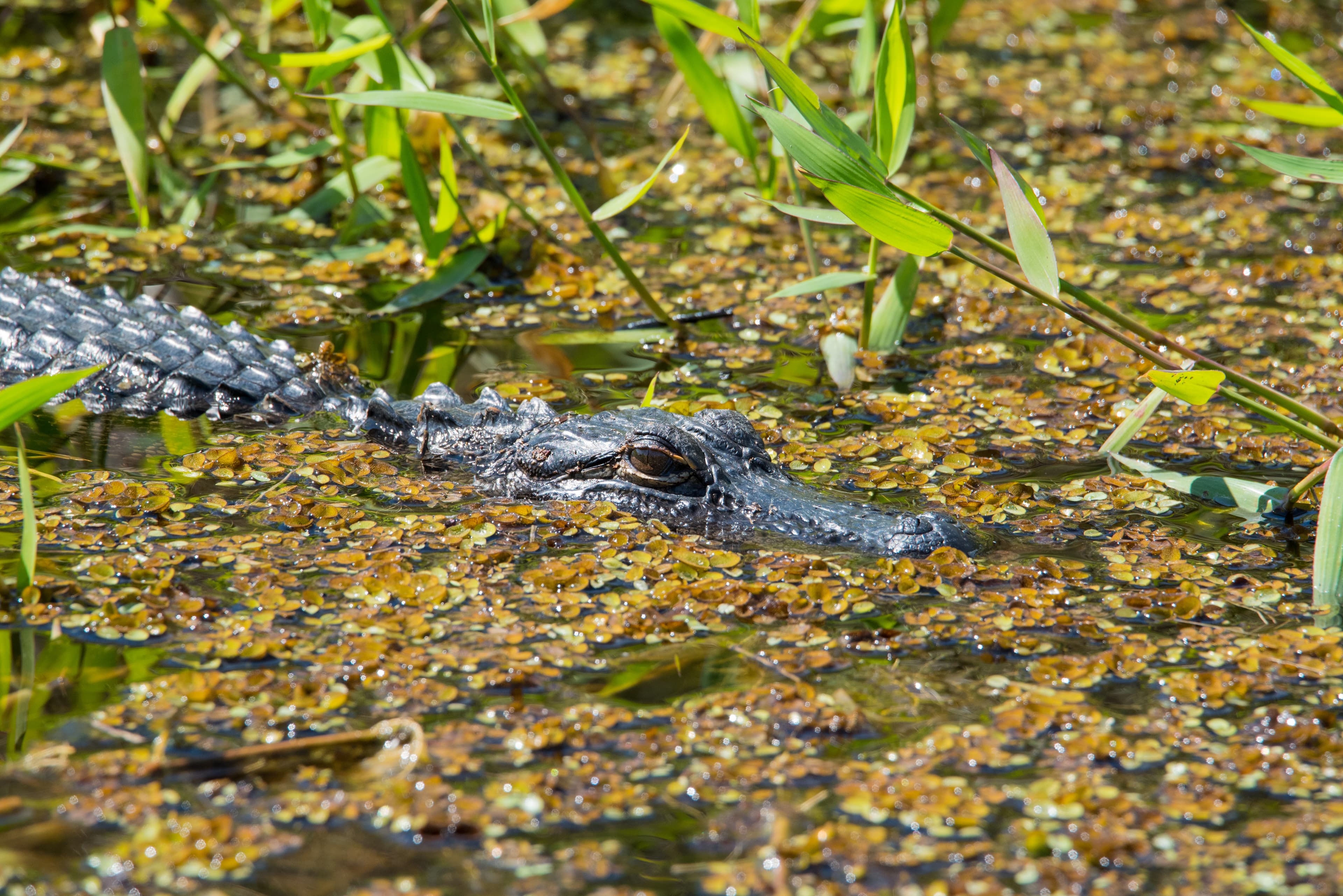 Alligator_Stalking_Florida_Canal