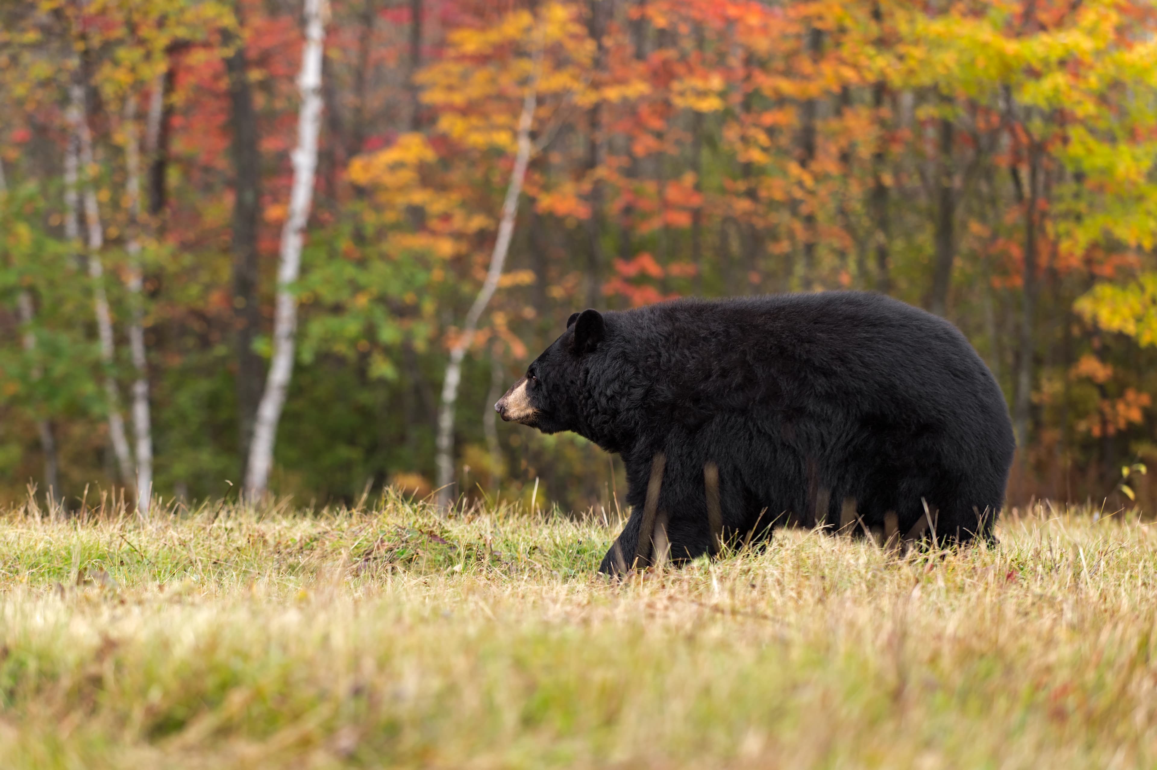 Adult Female Black Bear (Ursus americanus) Walks Left - captive animal
