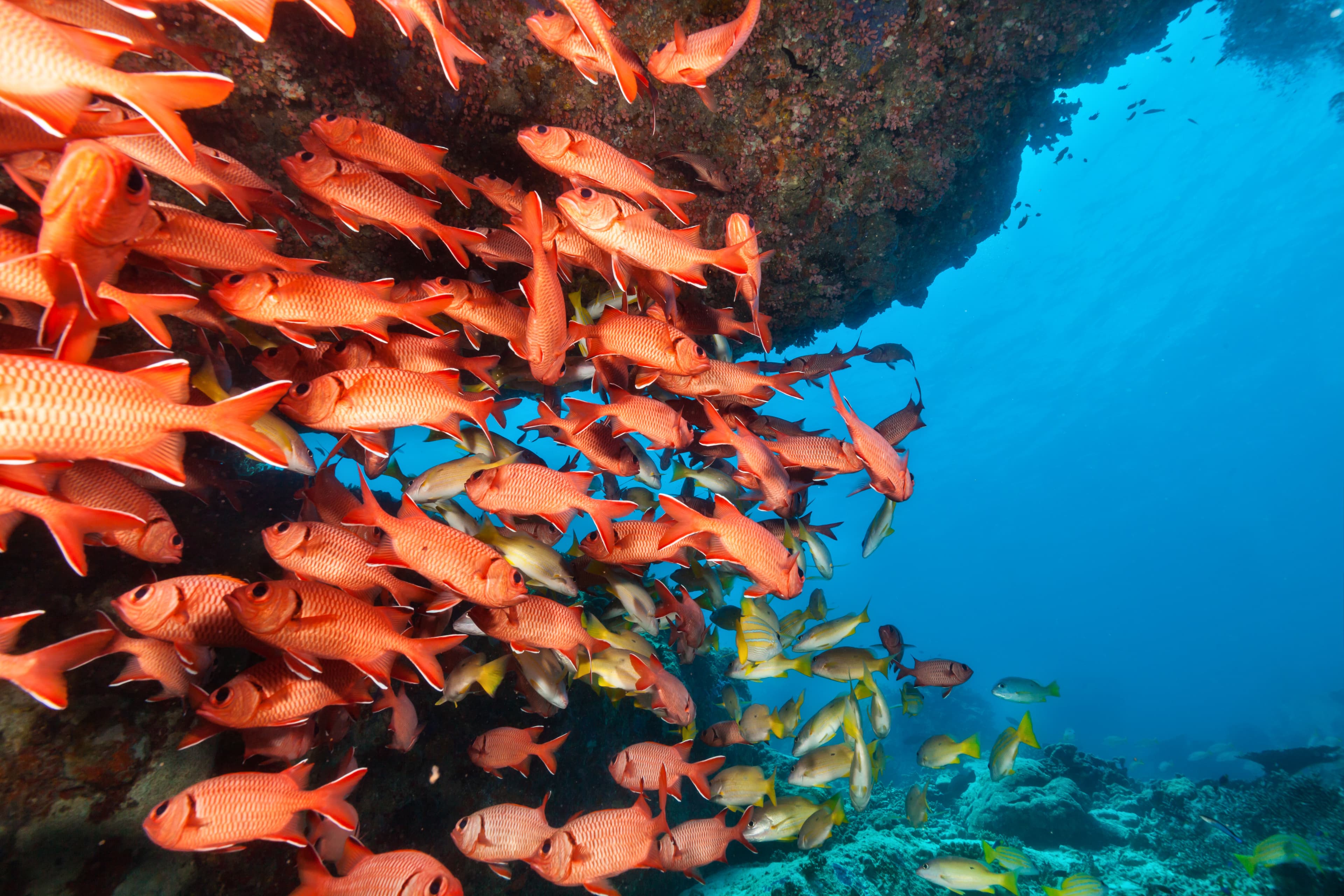 red snapper