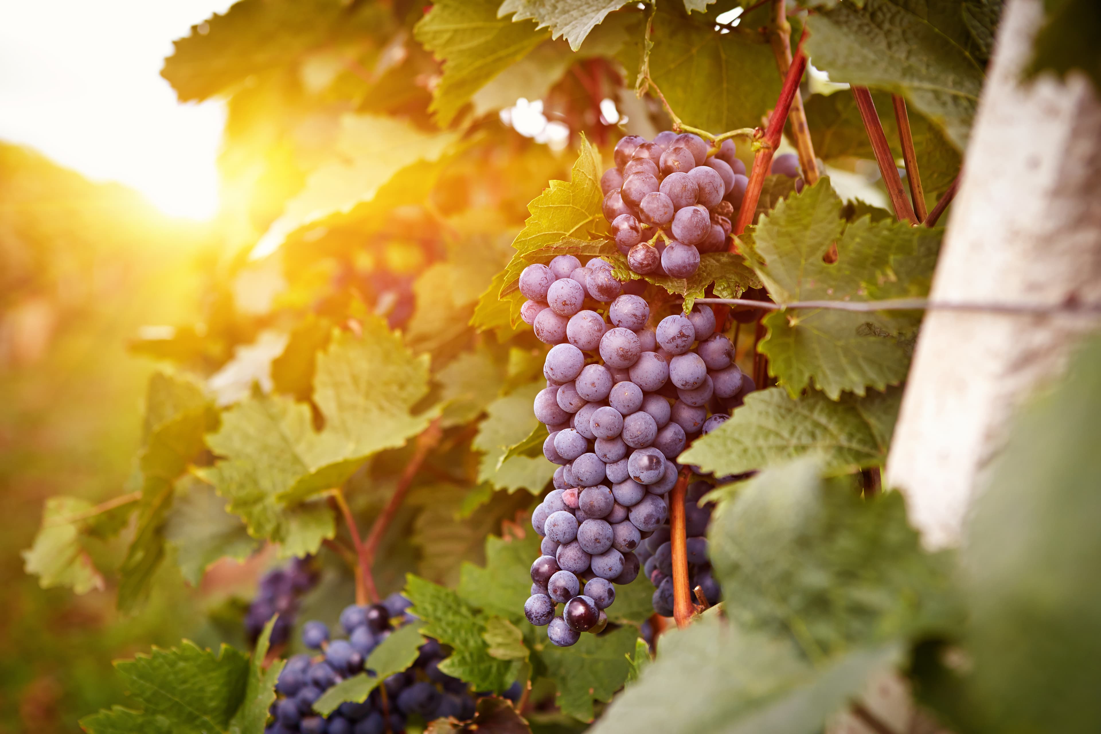 Vineyards at sunset in autumn harvest. Ripe grapes in fall. Toned