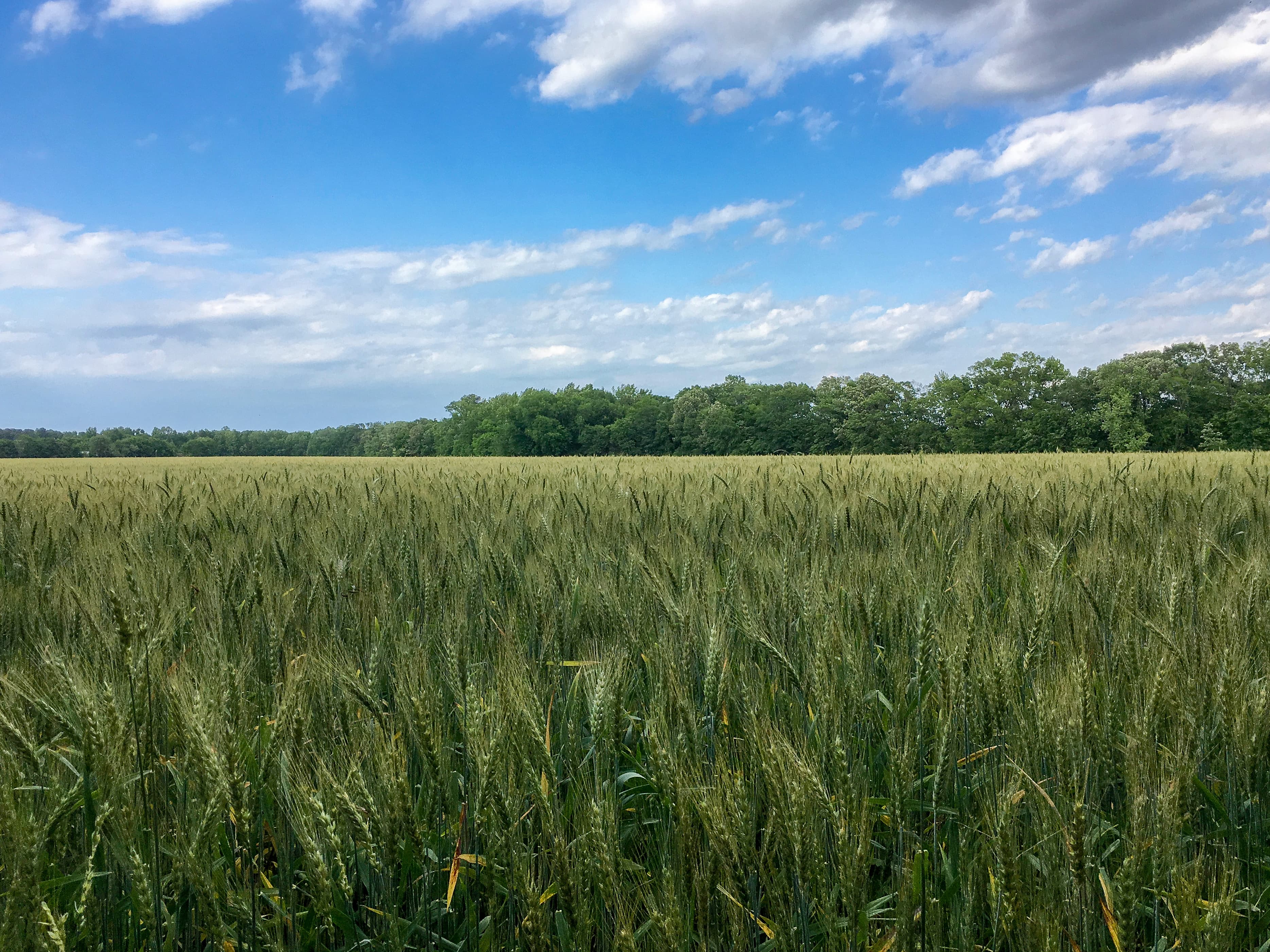 Alabama wheat basks in the warm soils and air of spring, awaiting the coming rains.