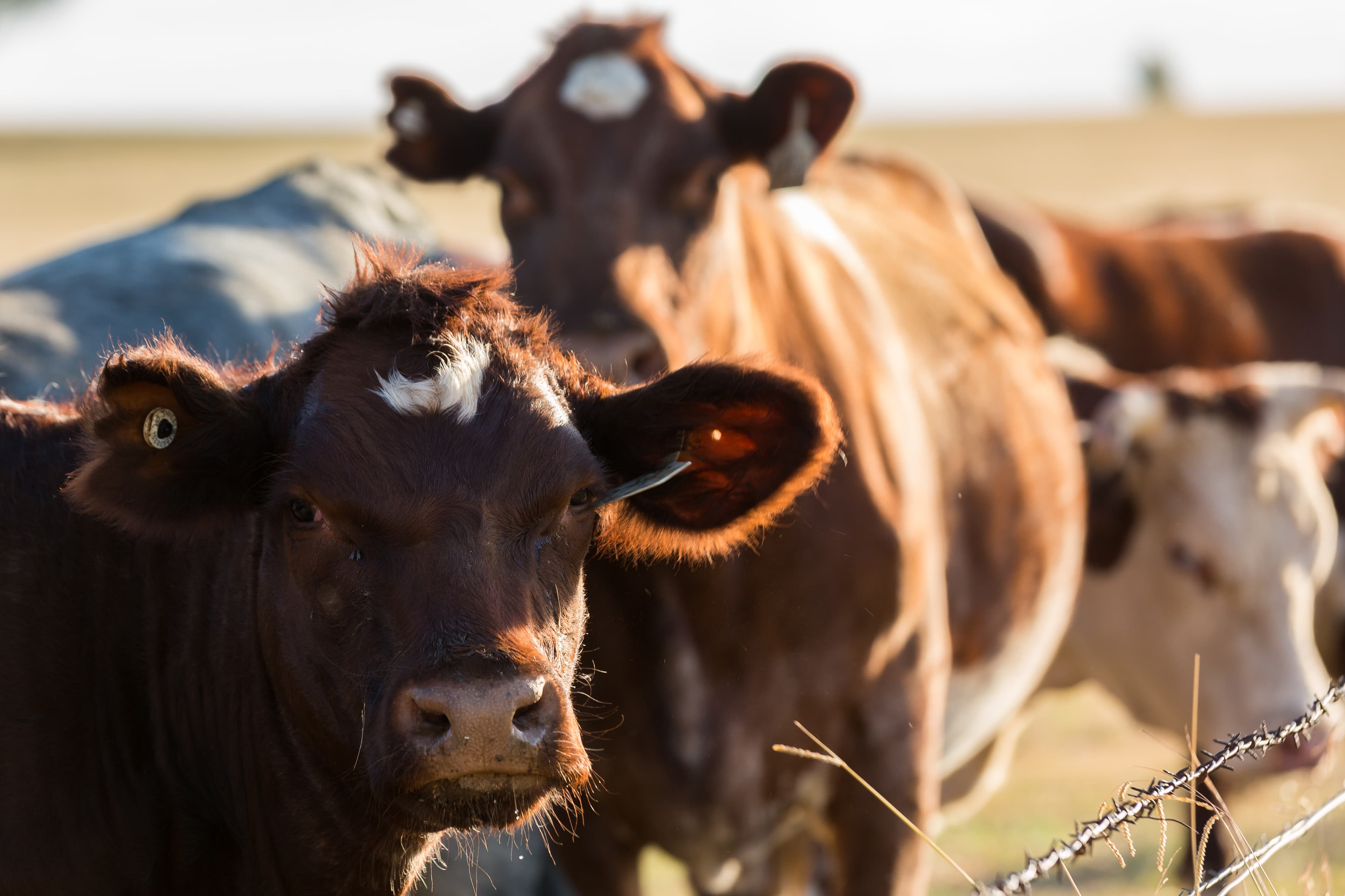 Cattle in field