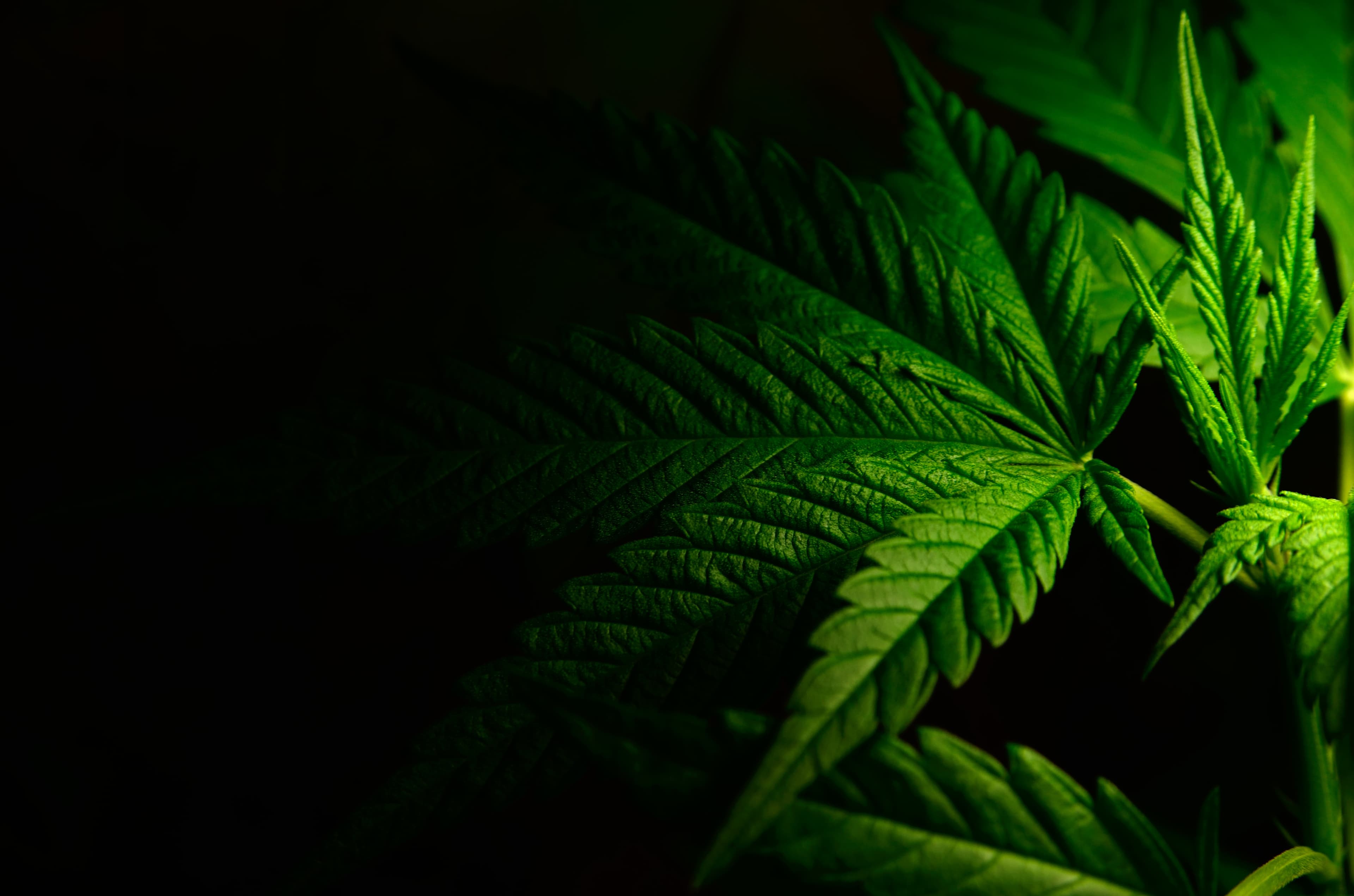 Large leaves of marijuana on a black background. Growing medical cannabis.