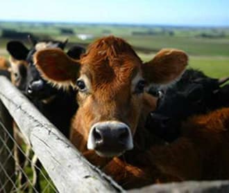 cows