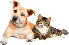 spay