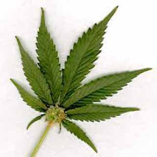 marijuana2